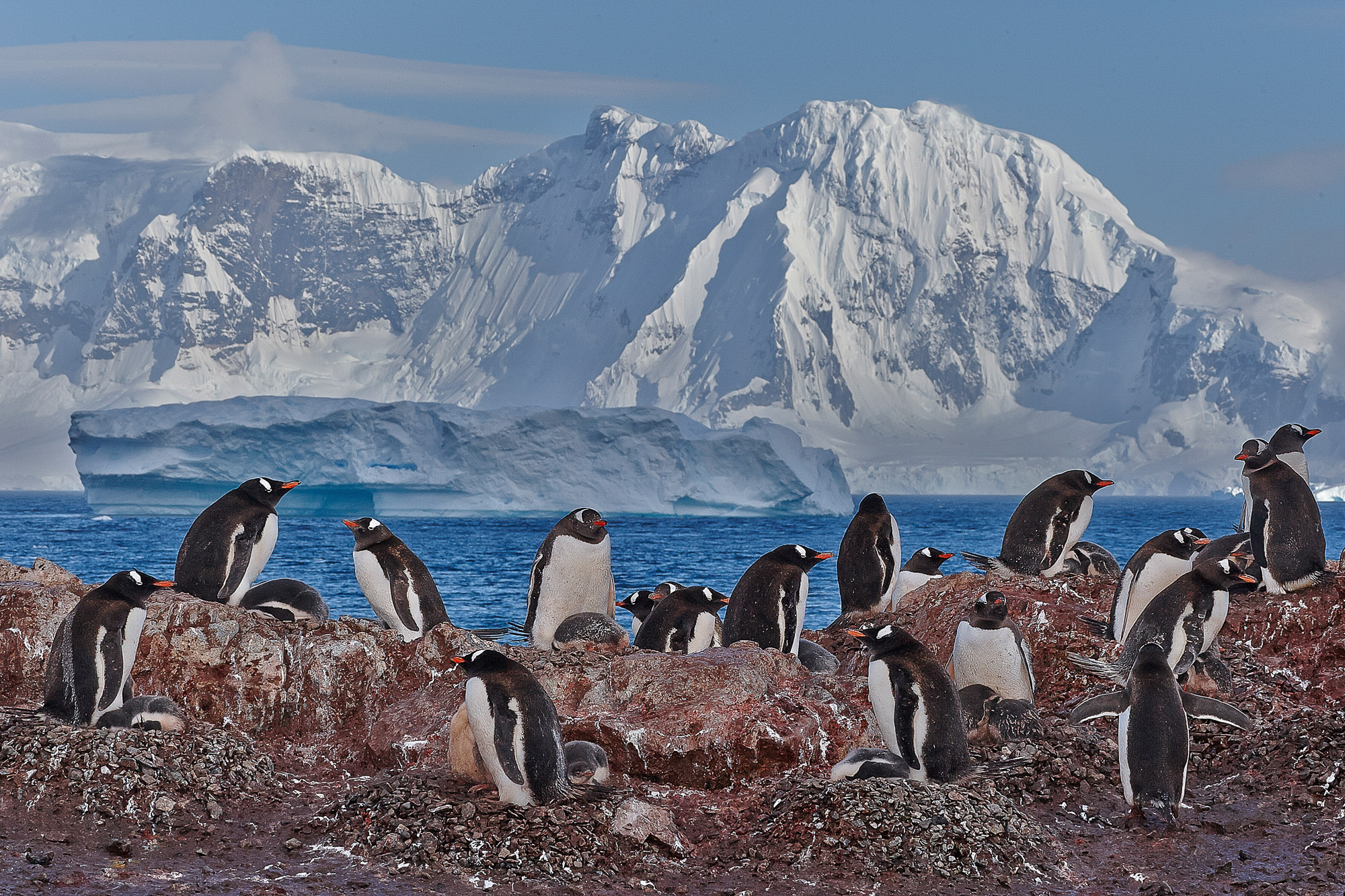 Kinderstube der Eselspinguine
